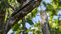 Potoo camouflaged during the day looking like a log - Térraba-Sierpe mangrove forest park (near Drakes Bay, Osa Peninsula)